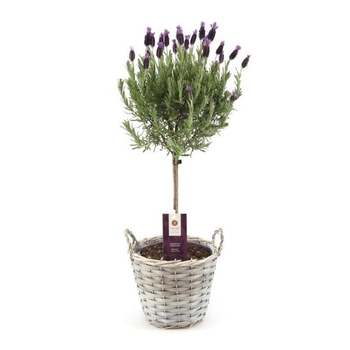 Lavendel op stam in rieten mand